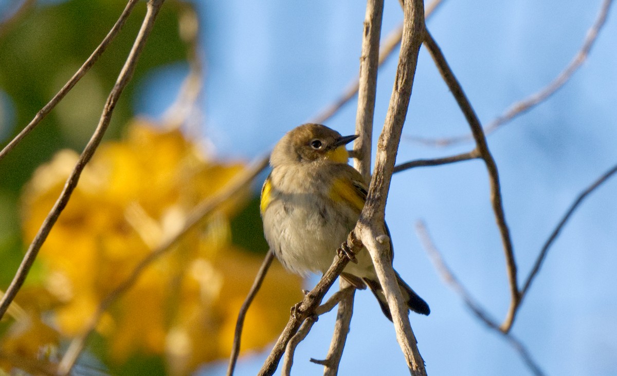 Yellow-rumped Warbler - ML613530715