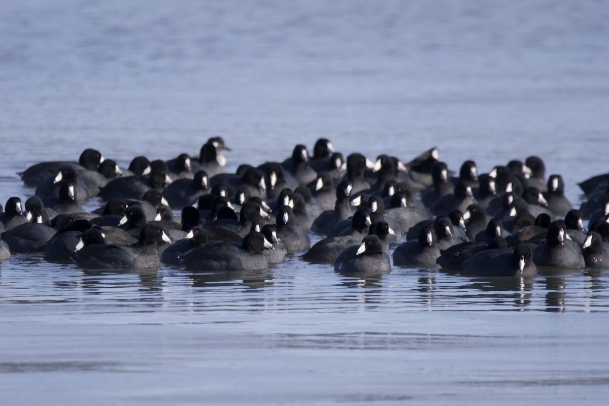 American Coot - ML613530738