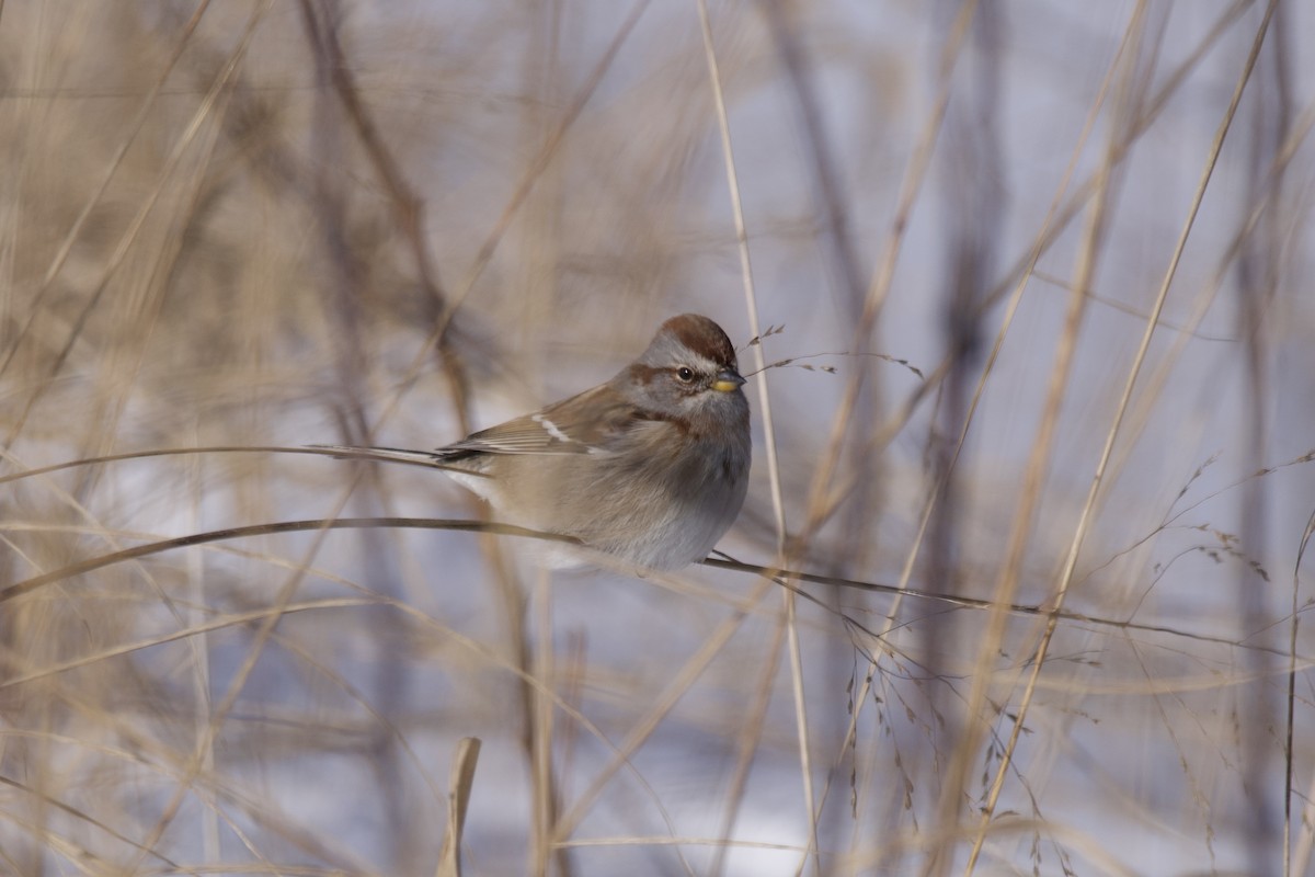 American Tree Sparrow - ML613530741