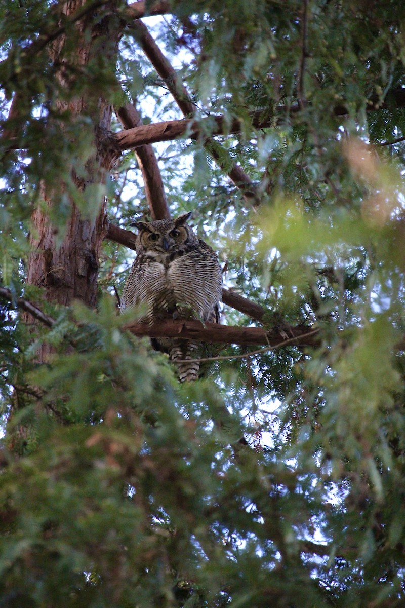 Great Horned Owl - ML613530786