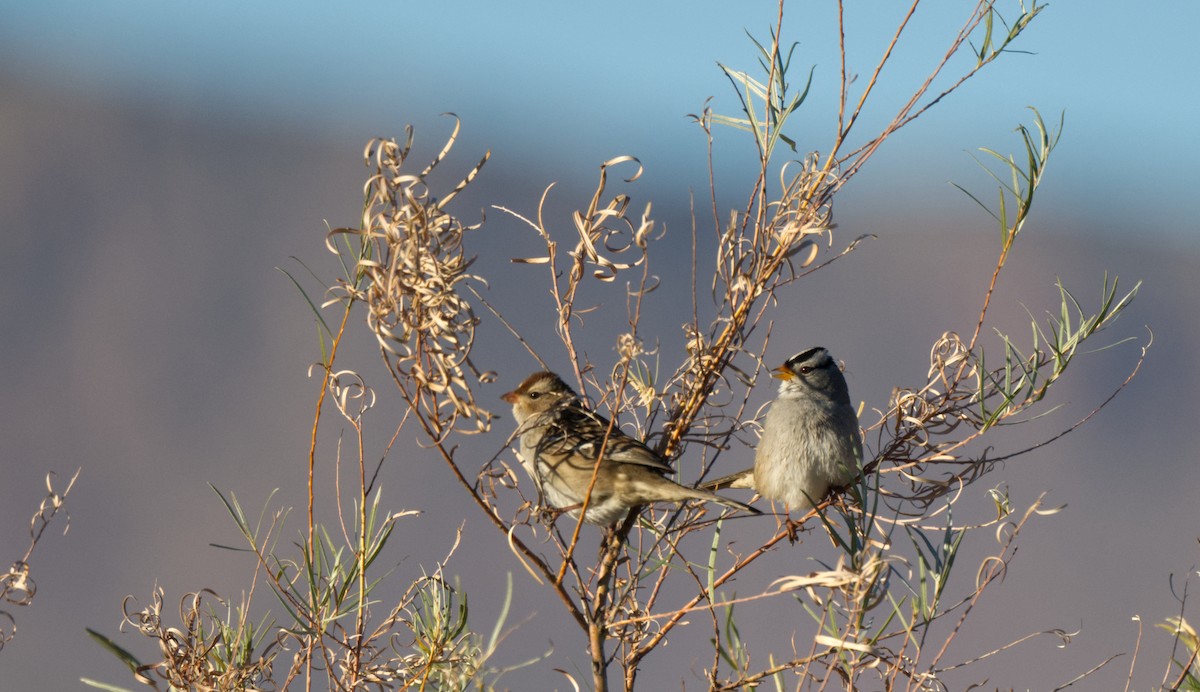 White-crowned Sparrow - ML613530788
