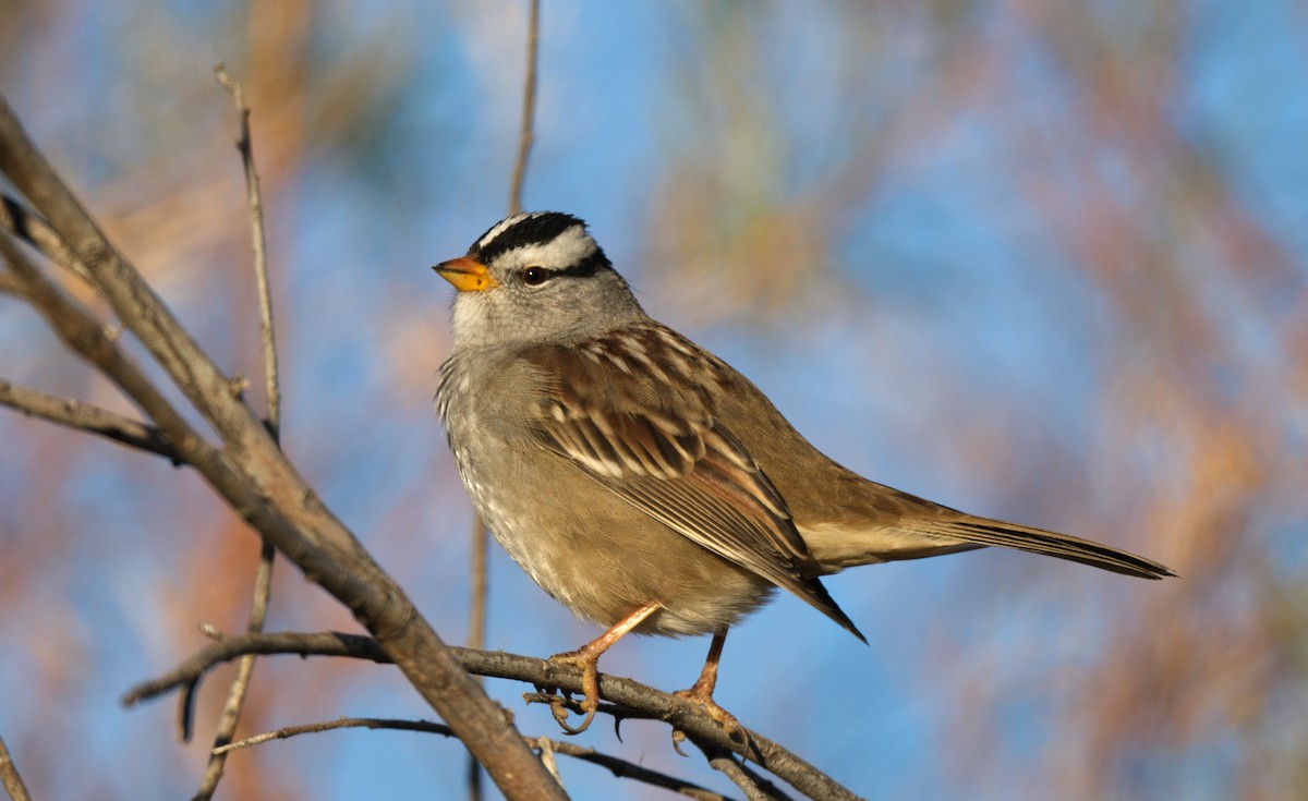 White-crowned Sparrow - ML613530789