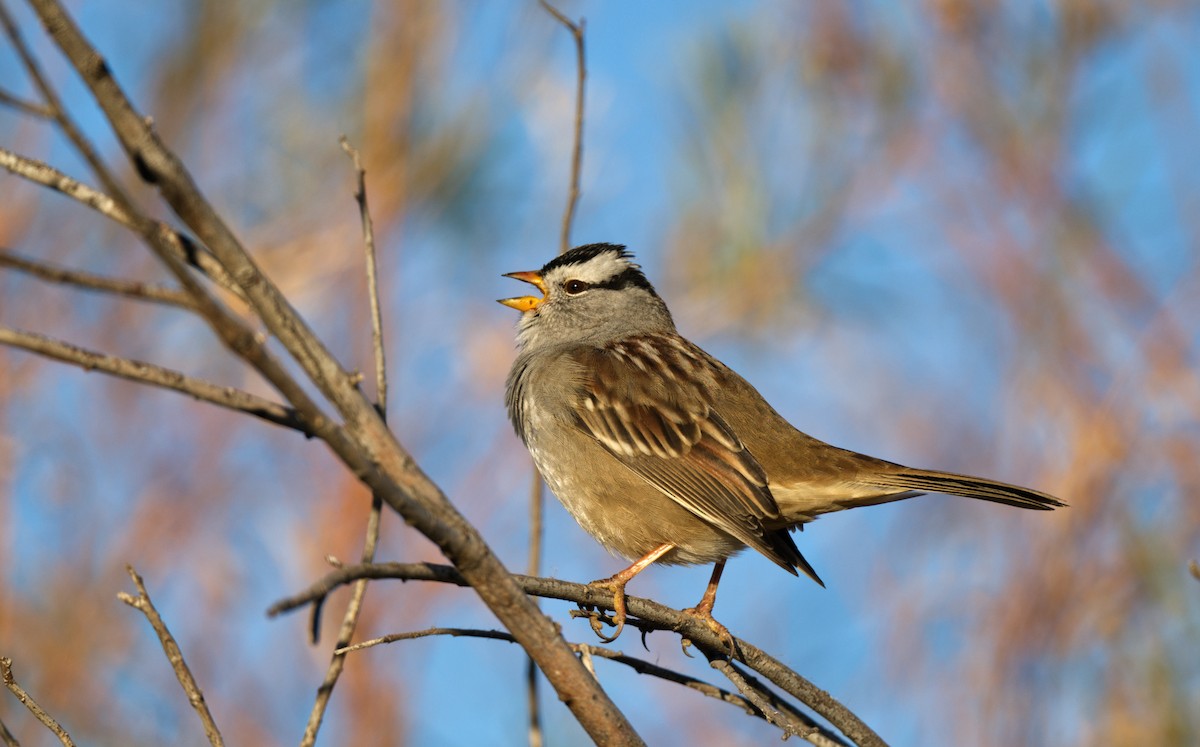 White-crowned Sparrow - ML613530790