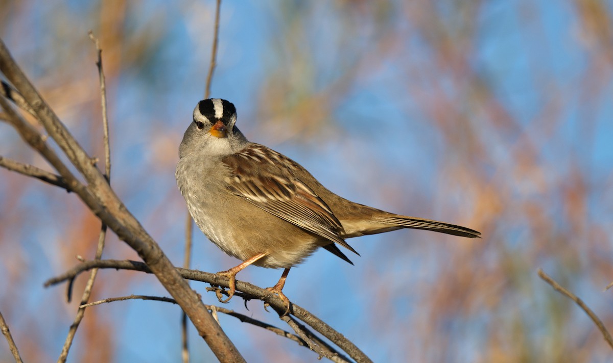 White-crowned Sparrow - ML613530791
