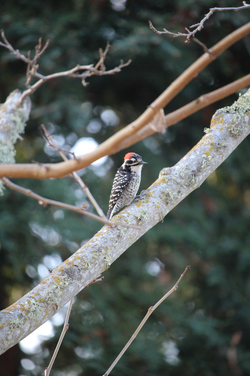 Nuttall's Woodpecker - ML613530801