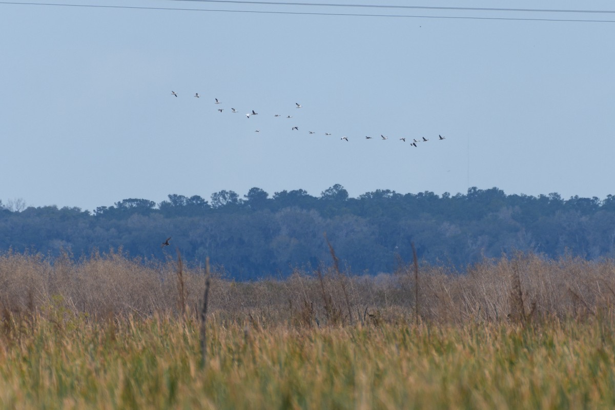 Snow Goose - ML613530819