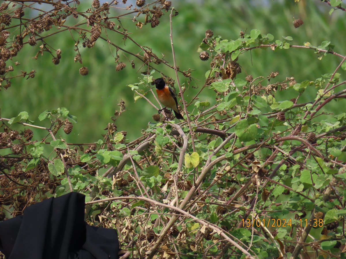 Siberian Stonechat - ML613530865