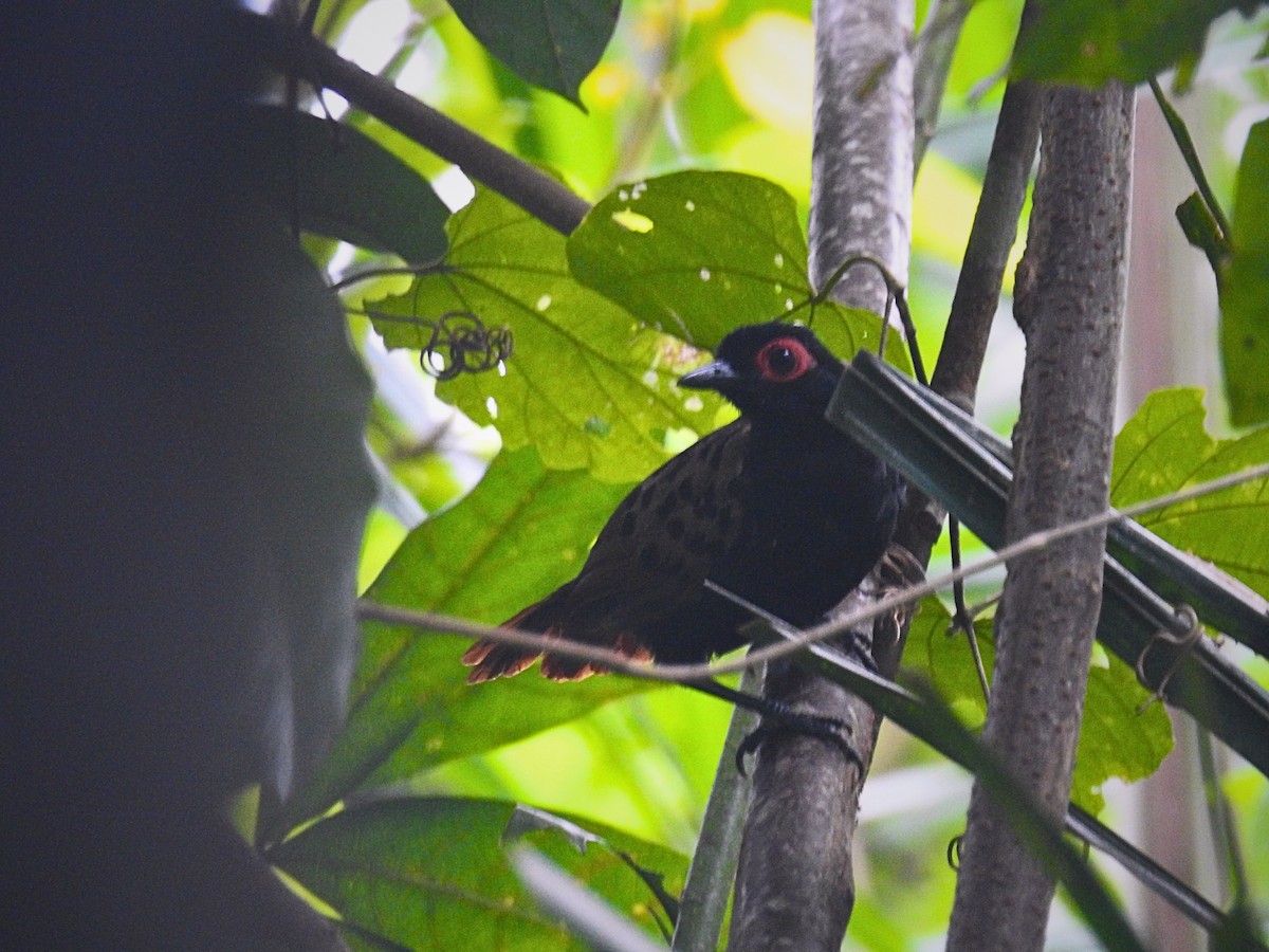 Black-spotted Bare-eye - ML613530901