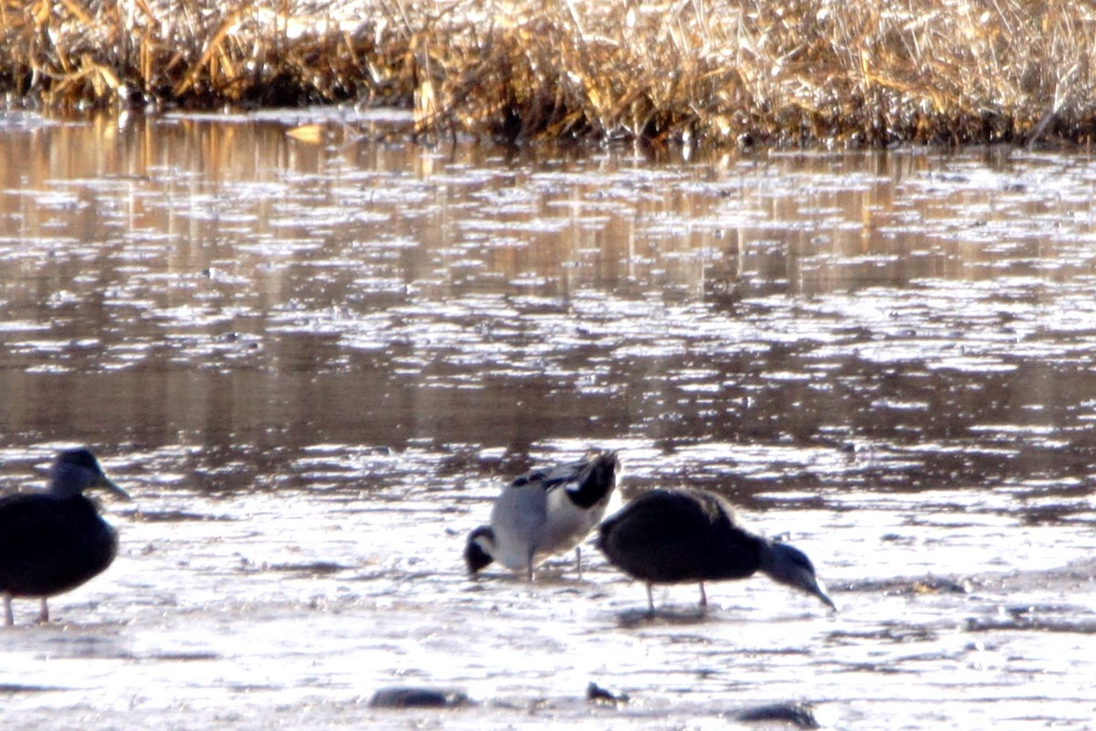 Northern Pintail - ML613530954