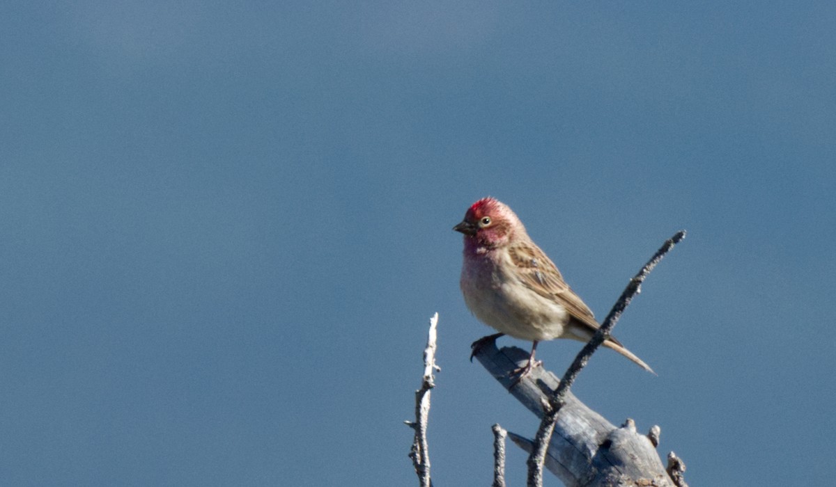 Cassin's Finch - Travis Vance