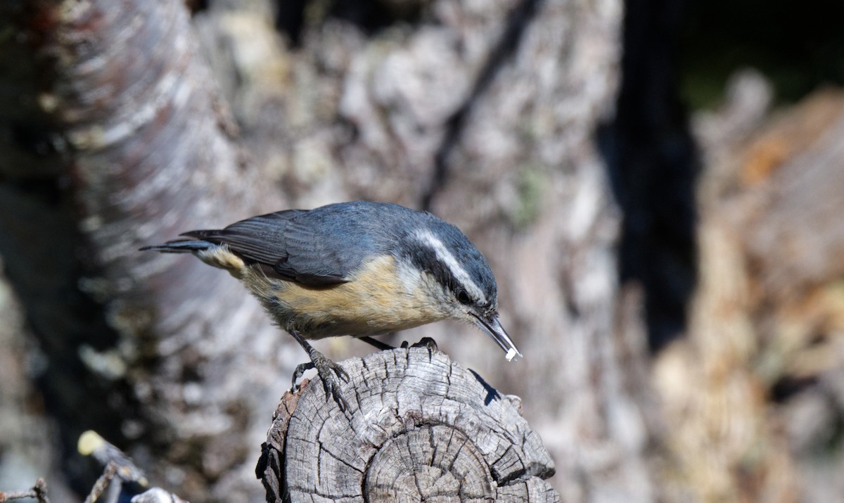 Red-breasted Nuthatch - Travis Vance