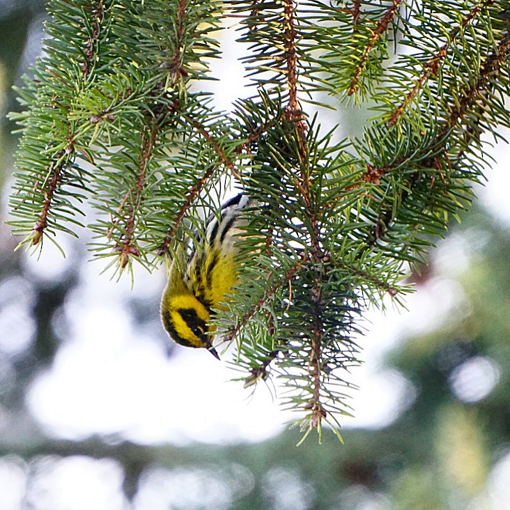 Townsend's Warbler - Roniq Bartanen