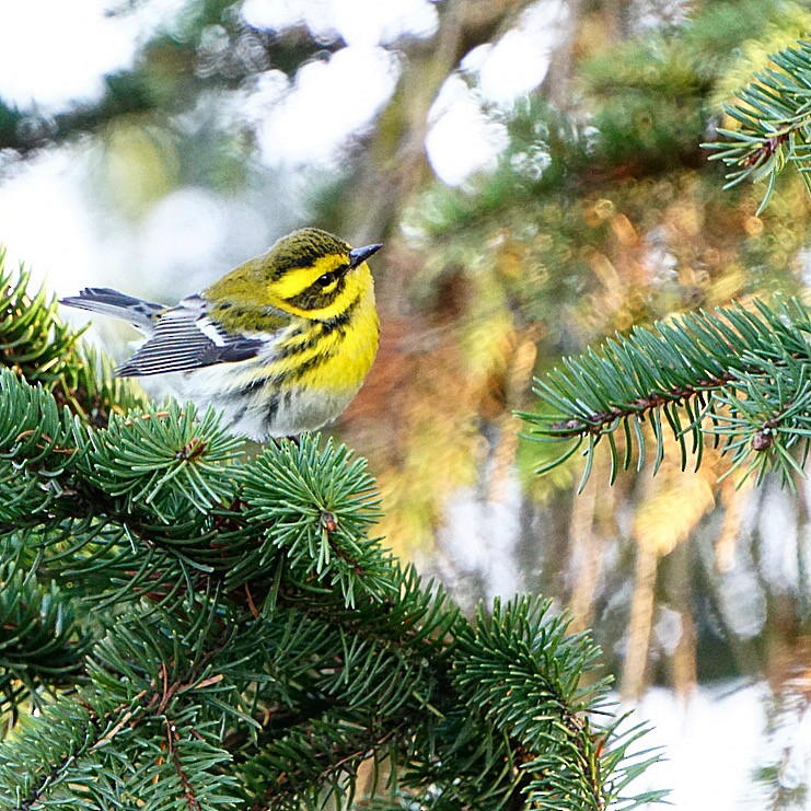 Townsend's Warbler - ML613530986