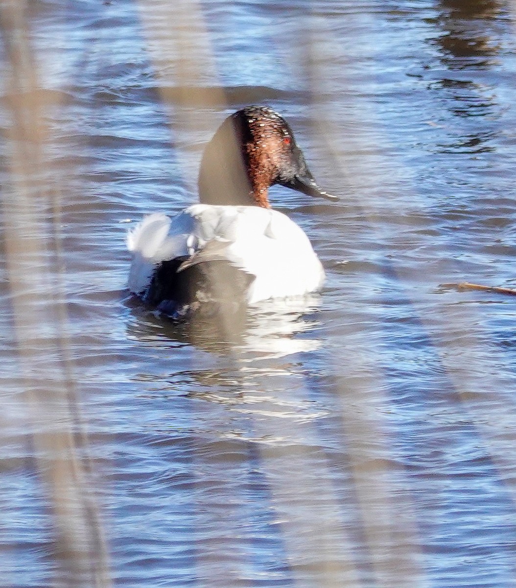 Canvasback - Kathleen Horn