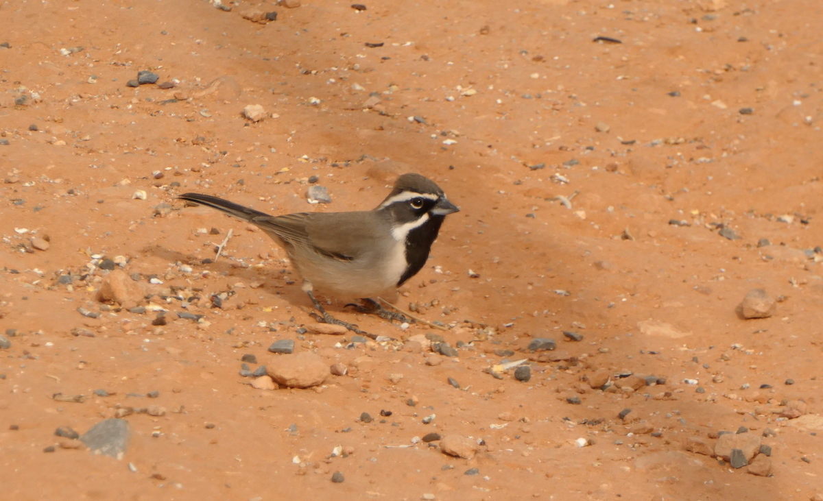 Black-throated Sparrow - ML613531308