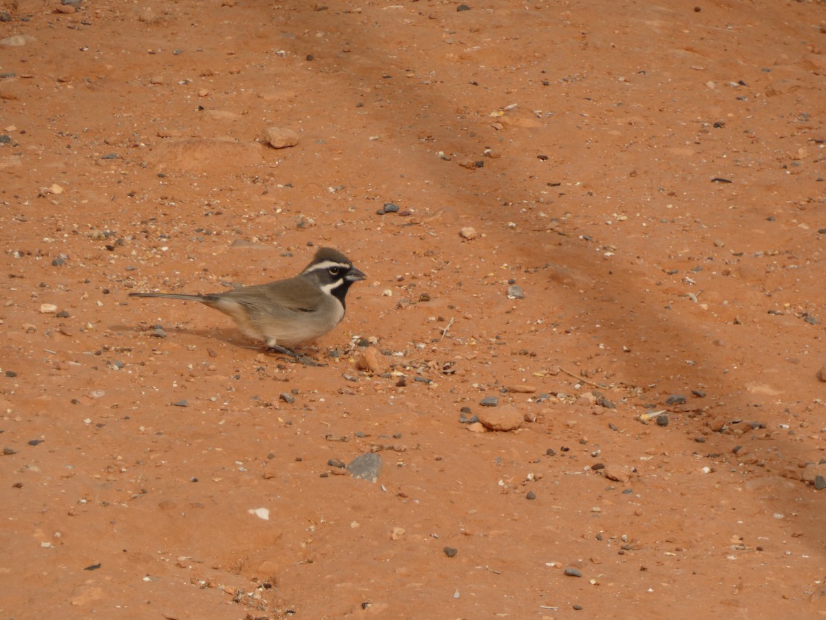 Black-throated Sparrow - ML613531309