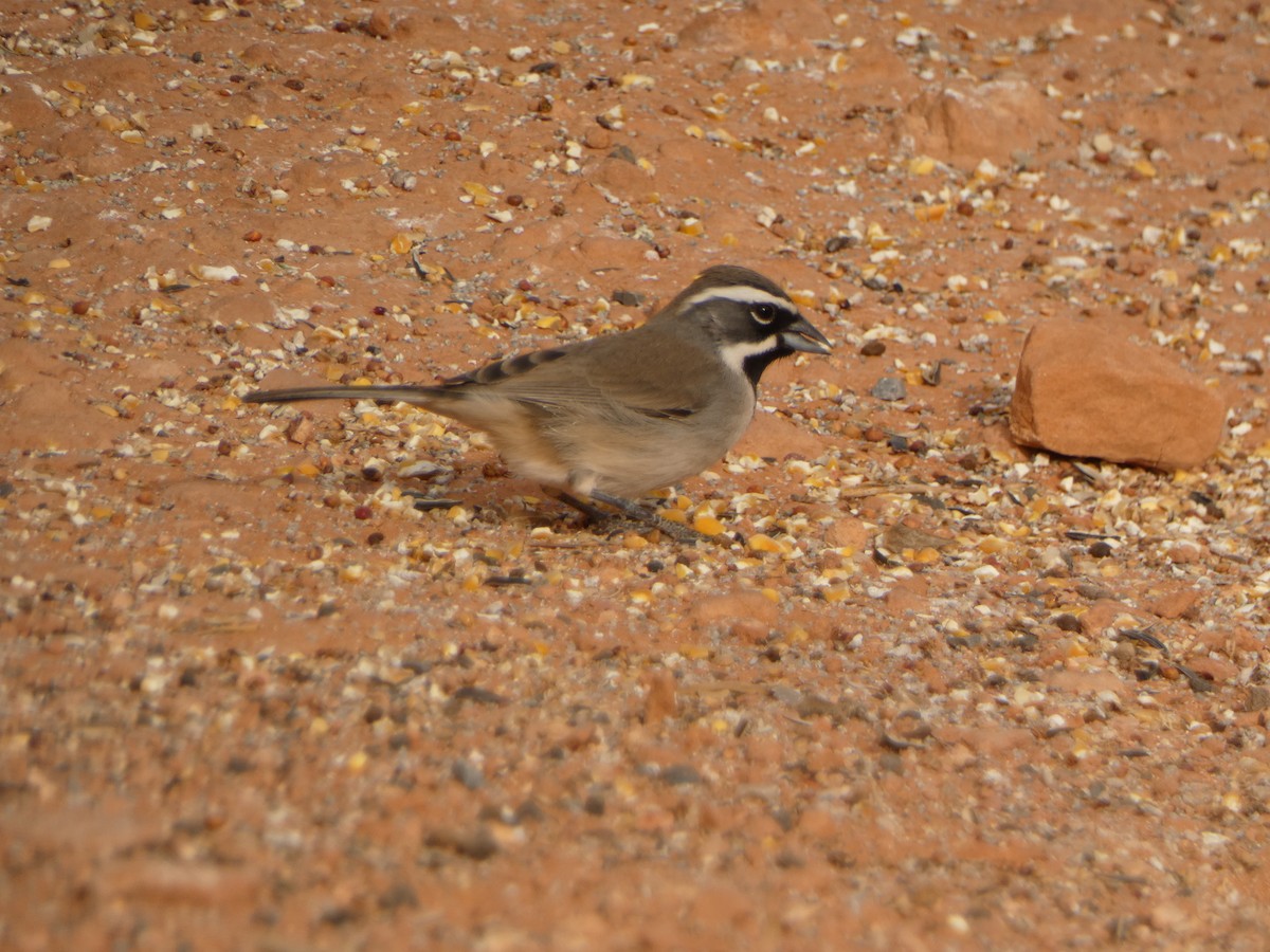 Black-throated Sparrow - ML613531310