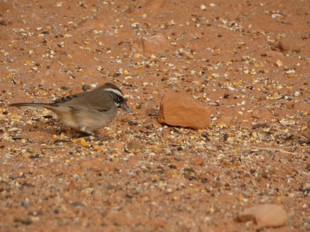 Black-throated Sparrow - ML613531311