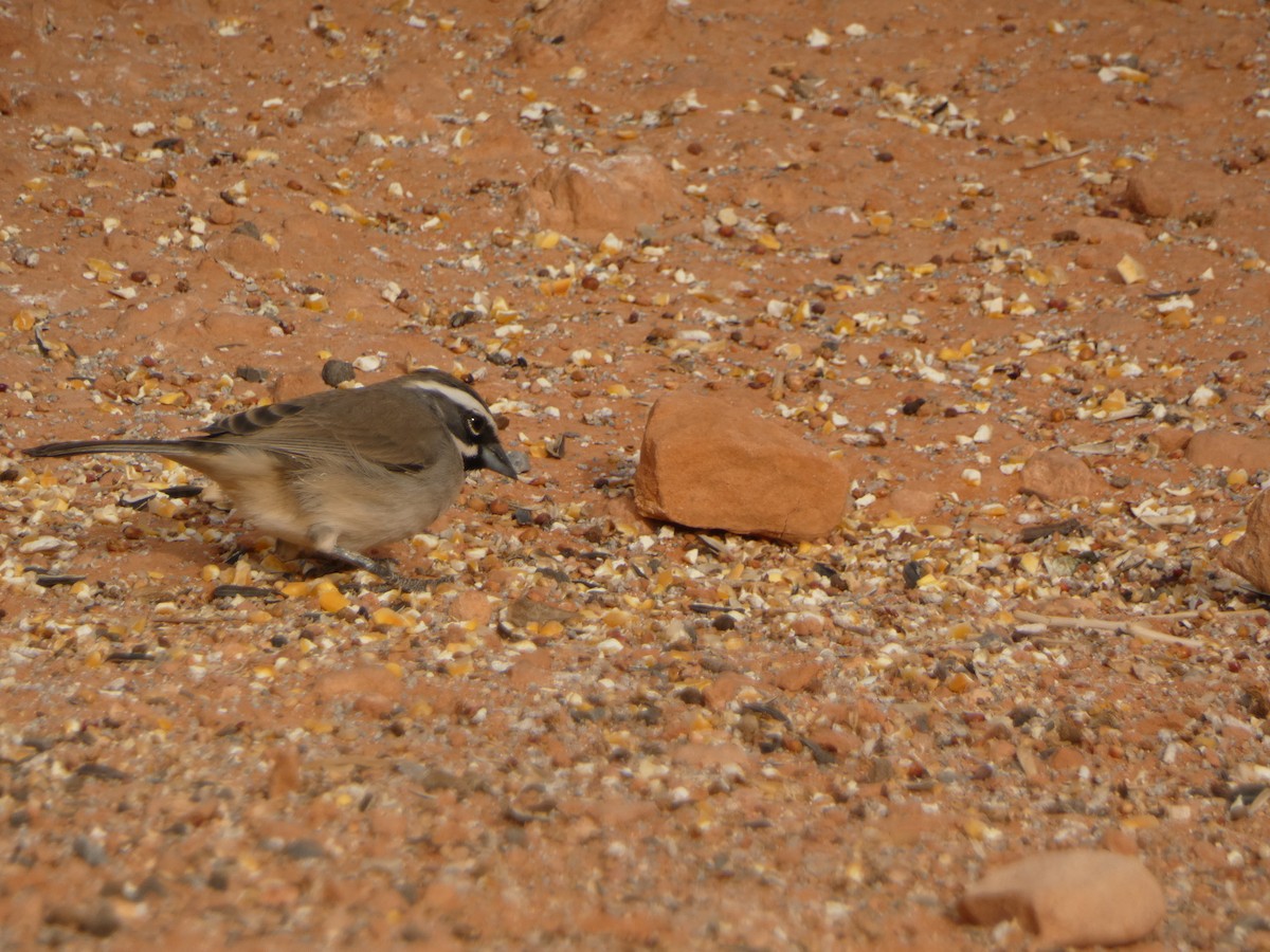 Black-throated Sparrow - ML613531314