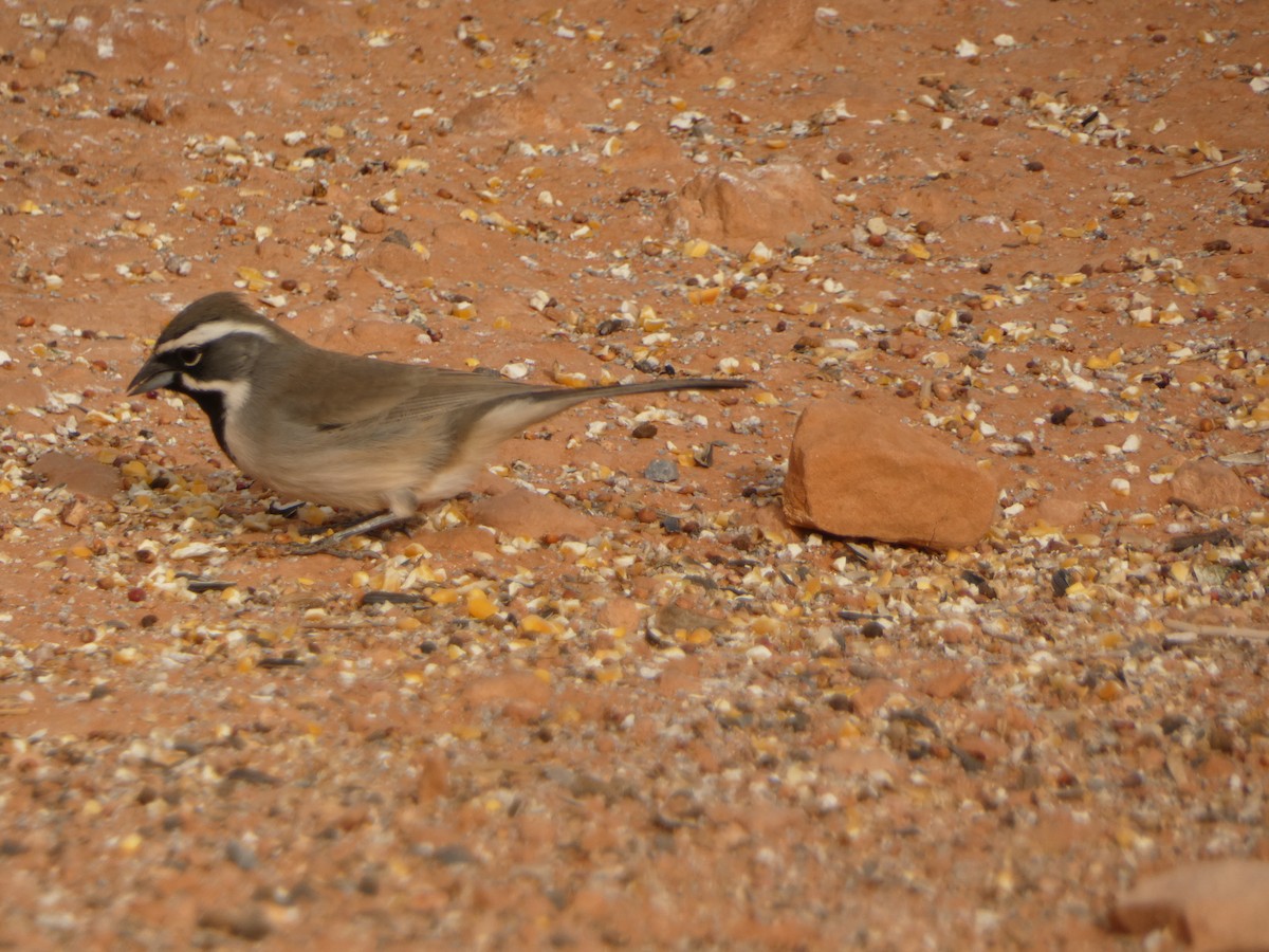Black-throated Sparrow - ML613531316