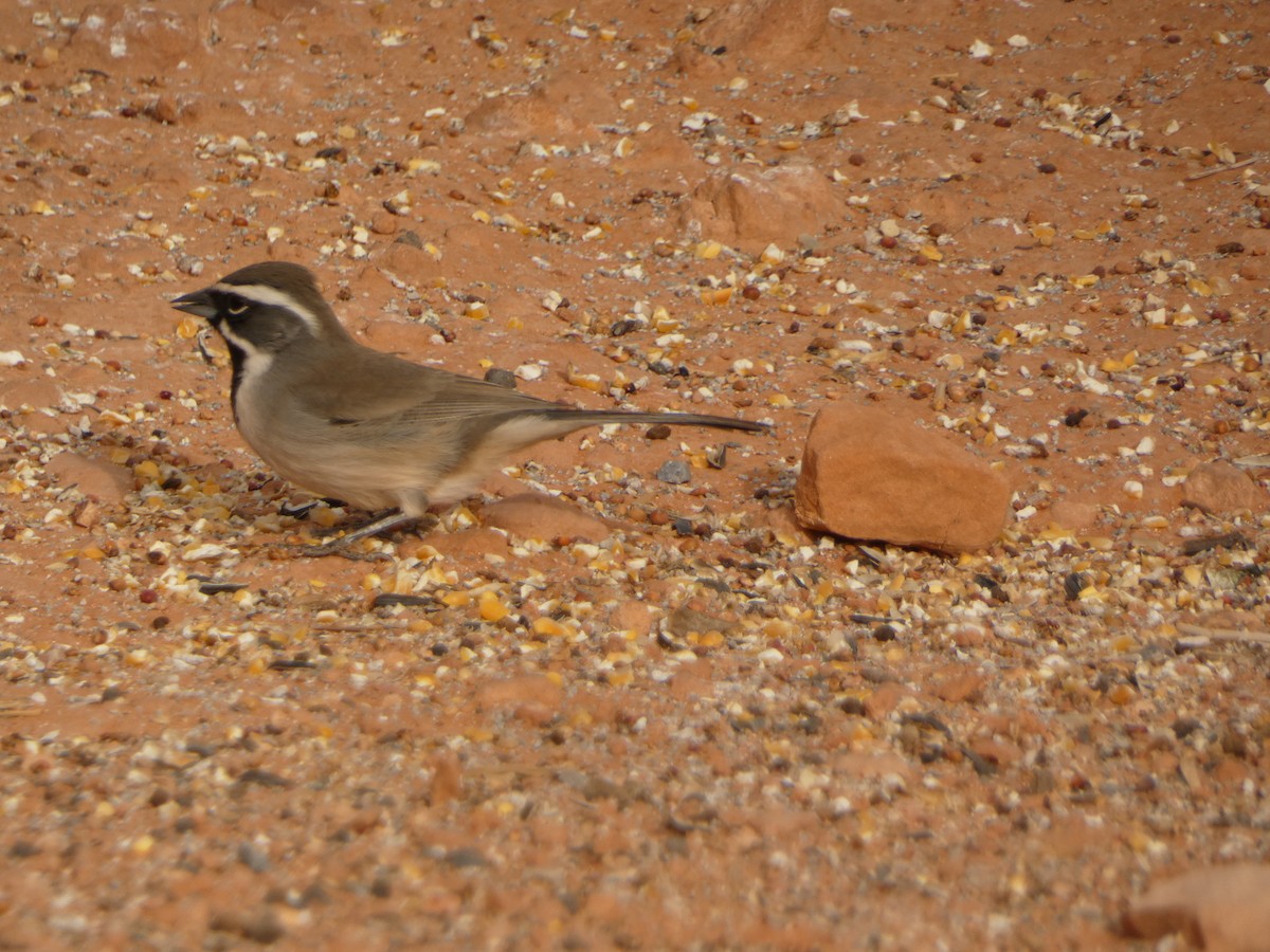 Black-throated Sparrow - ML613531317