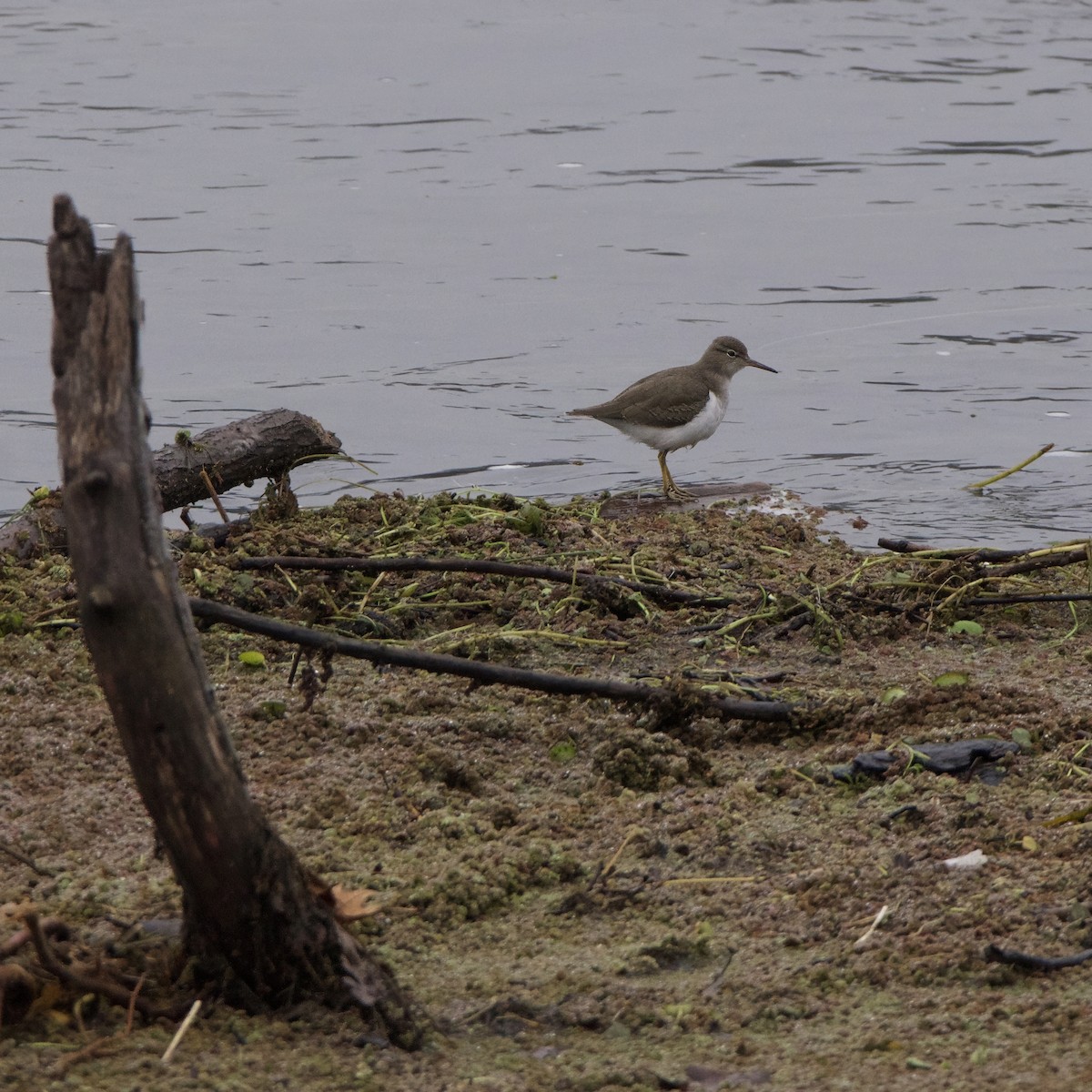 Spotted Sandpiper - ML613531340