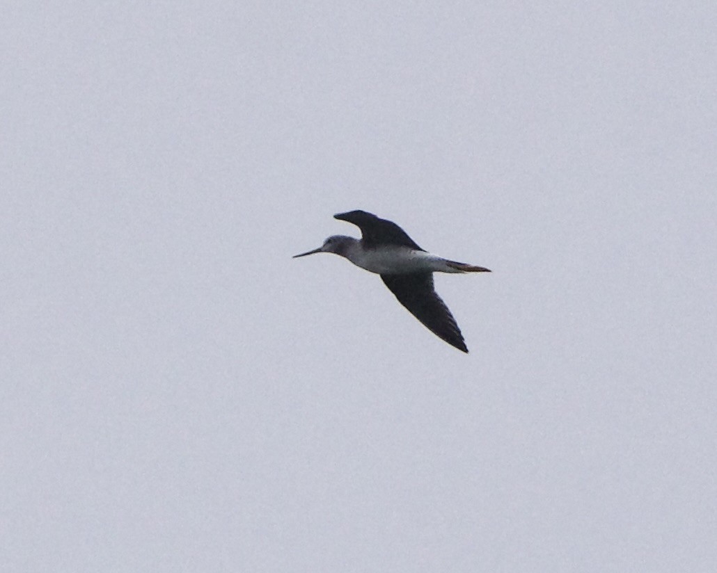 Greater Yellowlegs - ML613531359