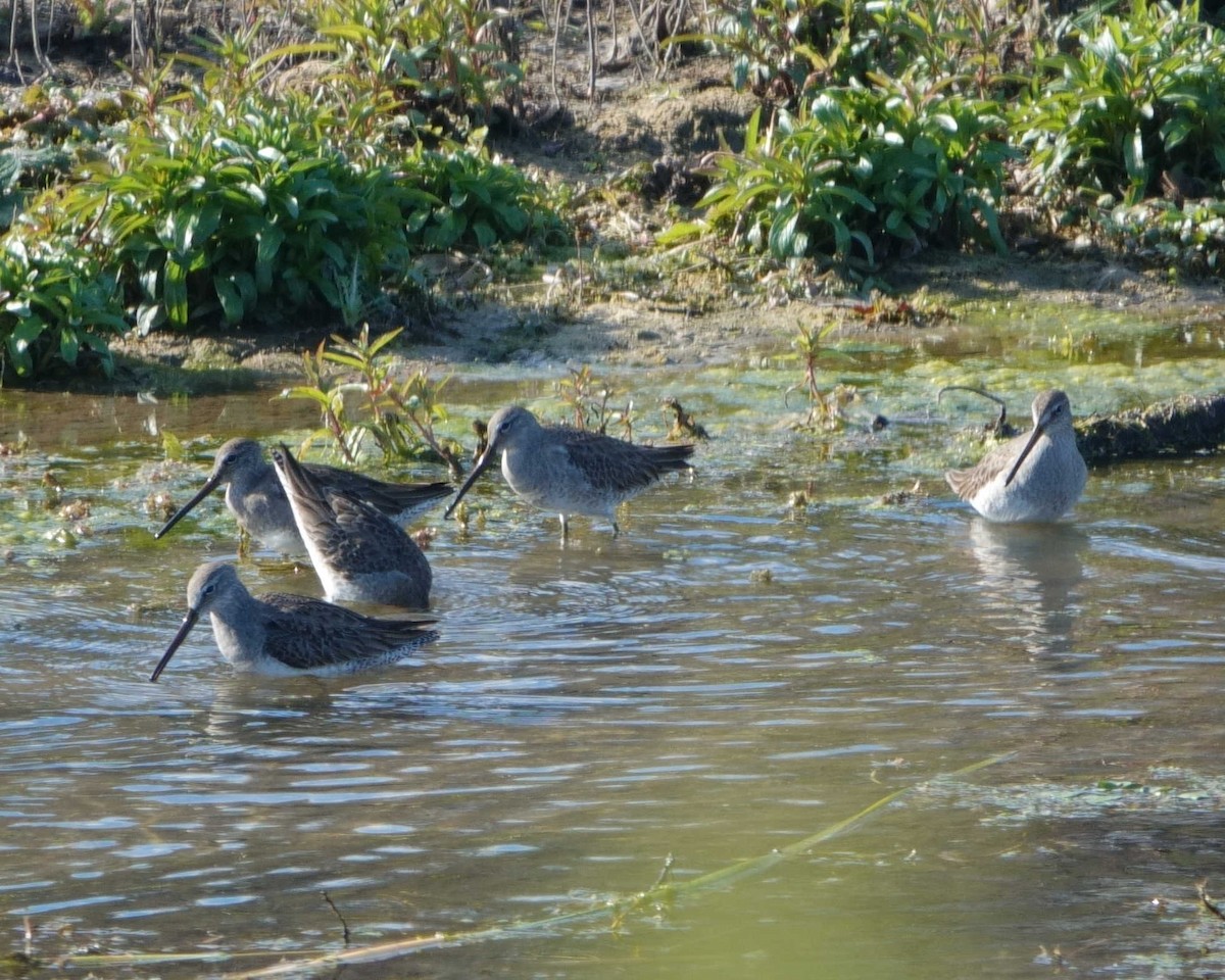 Long-billed Dowitcher - ML613531383