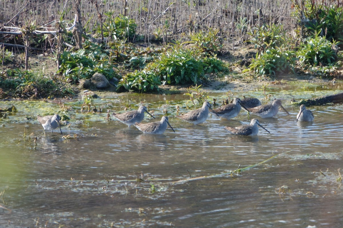 Long-billed Dowitcher - ML613531384