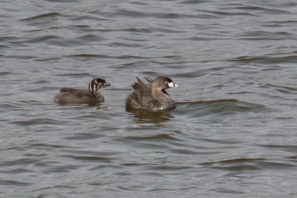 Pied-billed Grebe - ML613531505