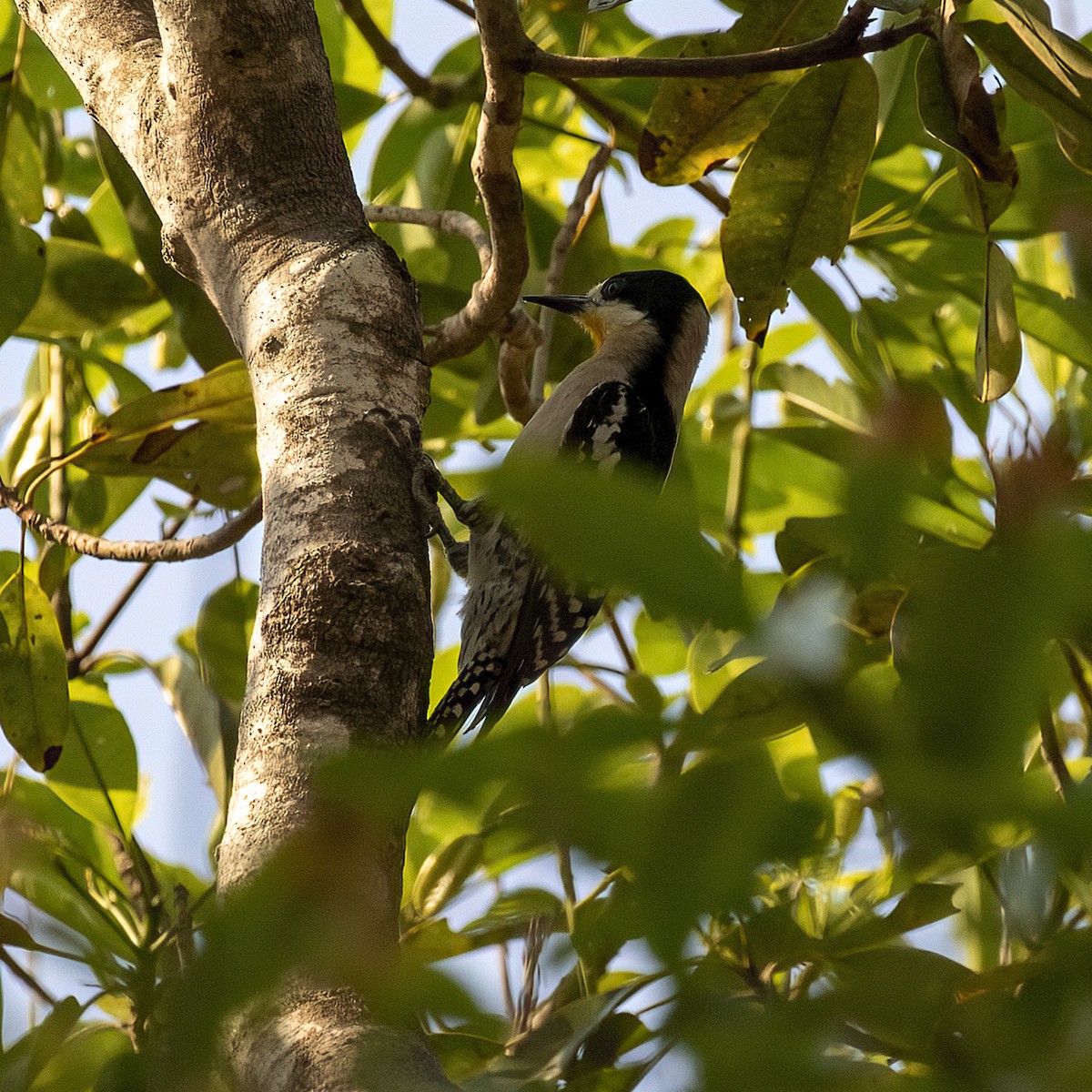 White-fronted Woodpecker - ML613531526