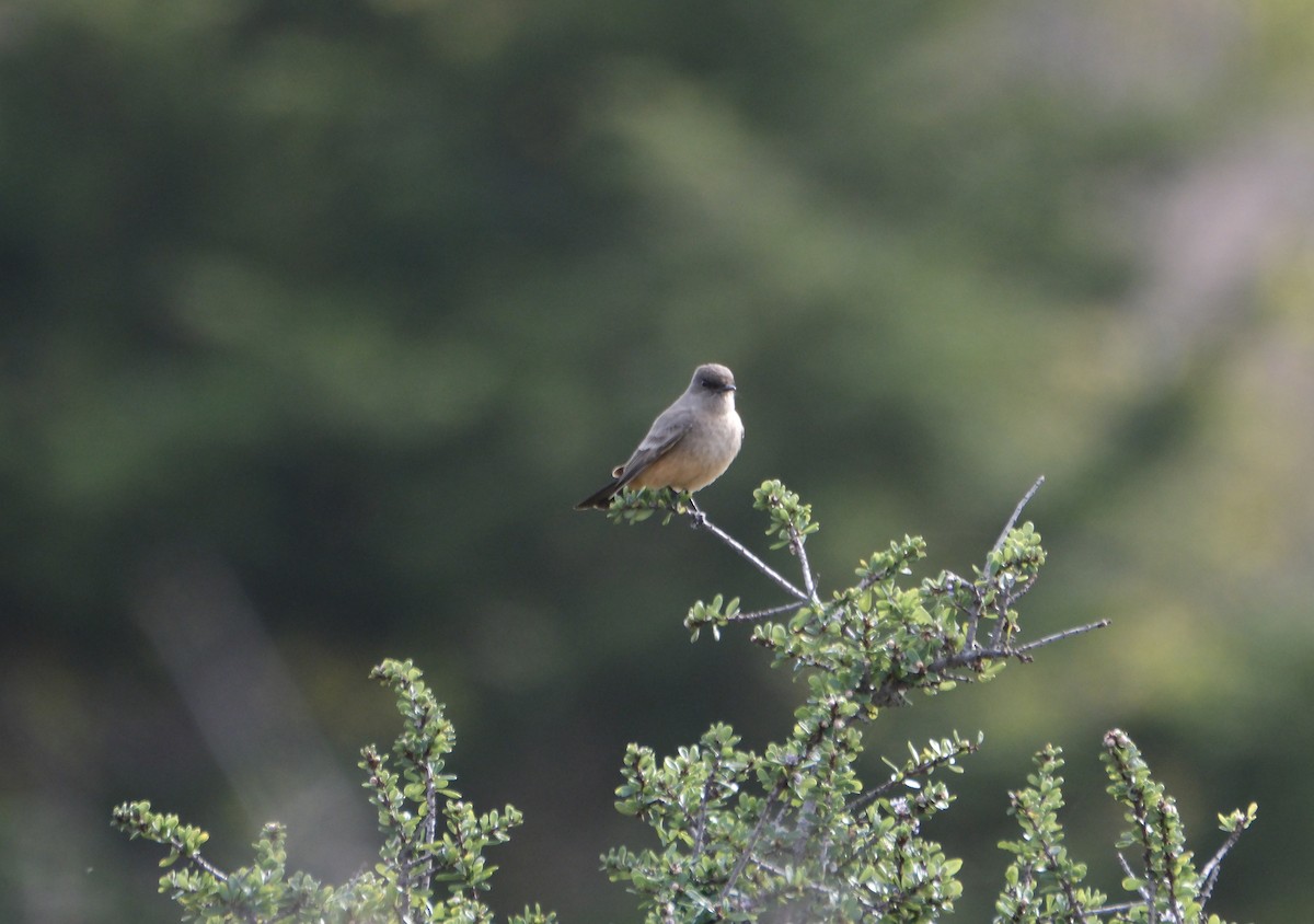 Say's Phoebe - Loretta Matty