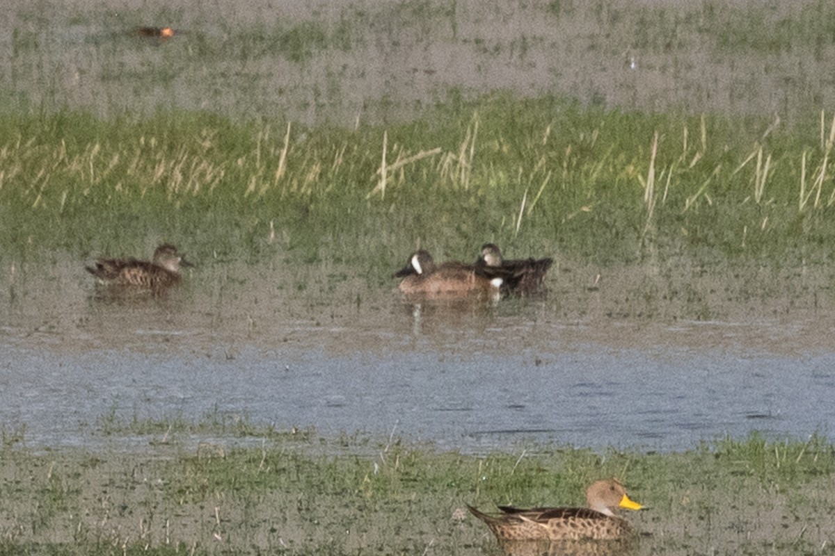 Blue-winged Teal - ML613531603