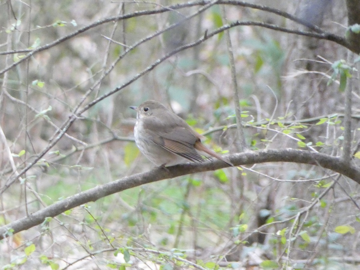 Hermit Thrush - ML613531652