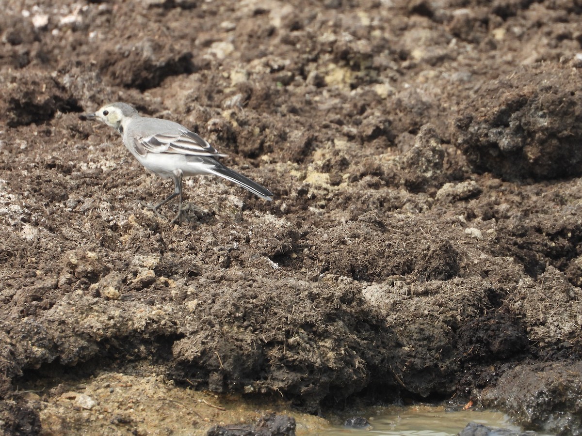 White Wagtail (White-faced/Transbaikalian) - Sivakumar Ramasamy