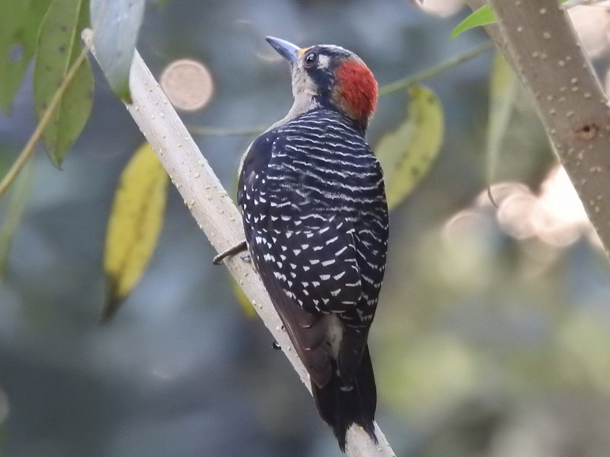 Black-cheeked Woodpecker - ML613531669