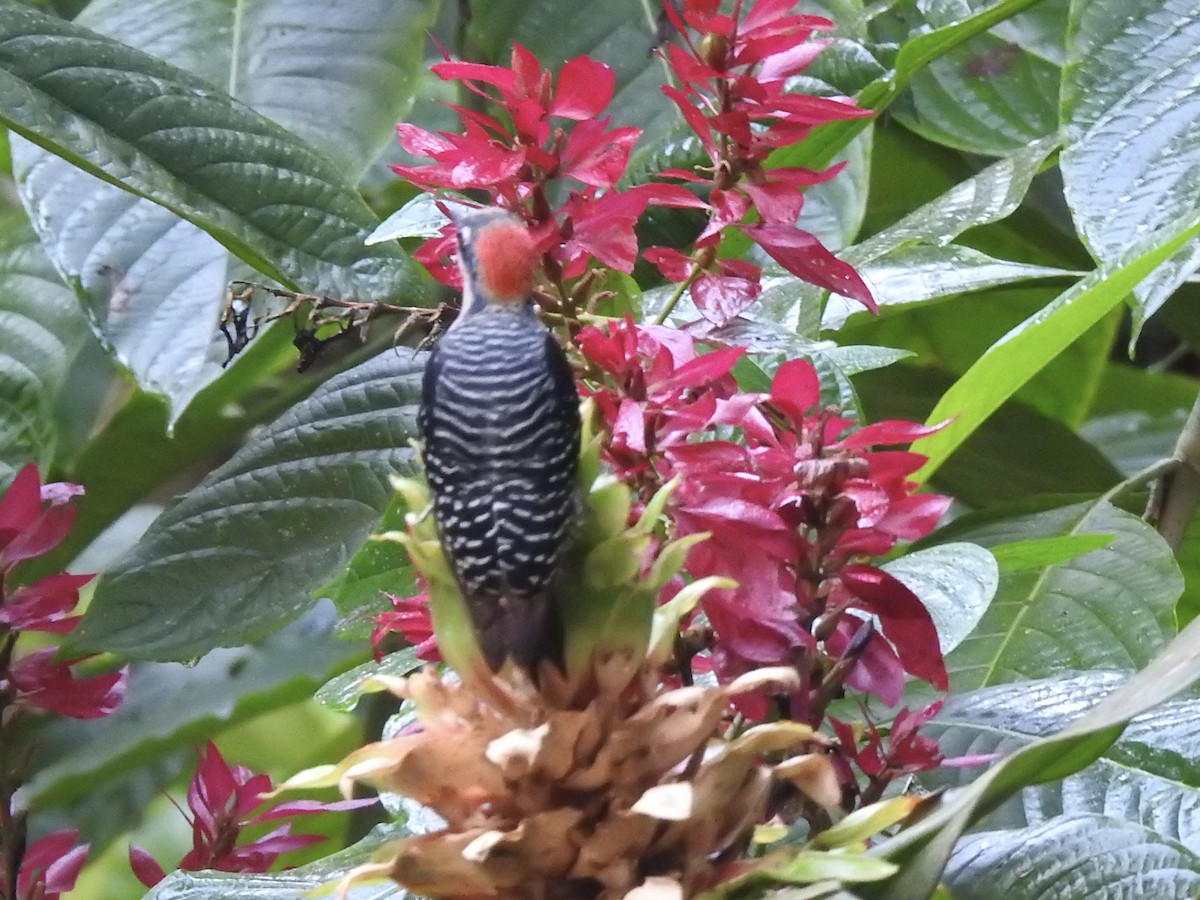 Black-cheeked Woodpecker - ML613531671