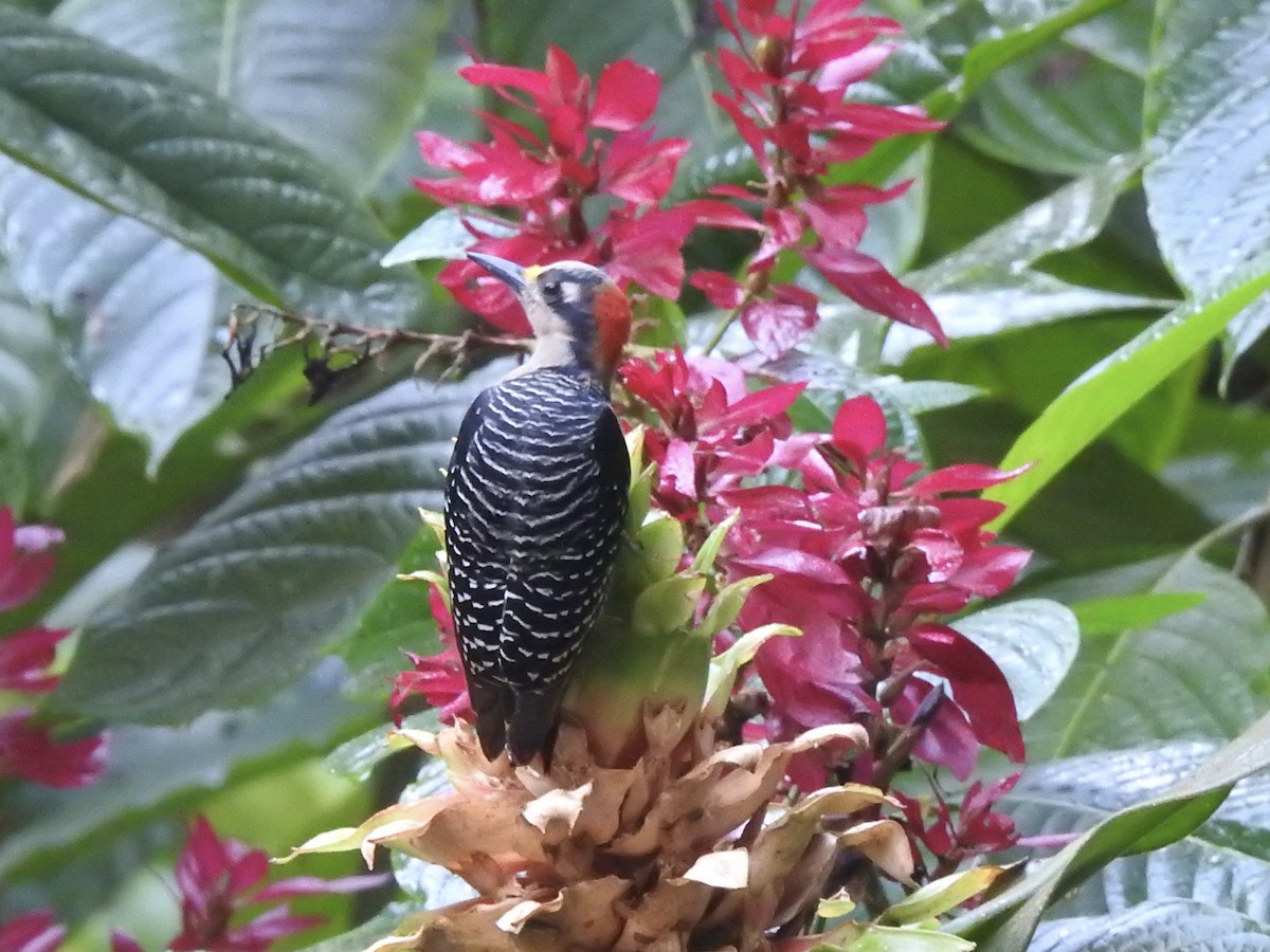 Black-cheeked Woodpecker - ML613531673