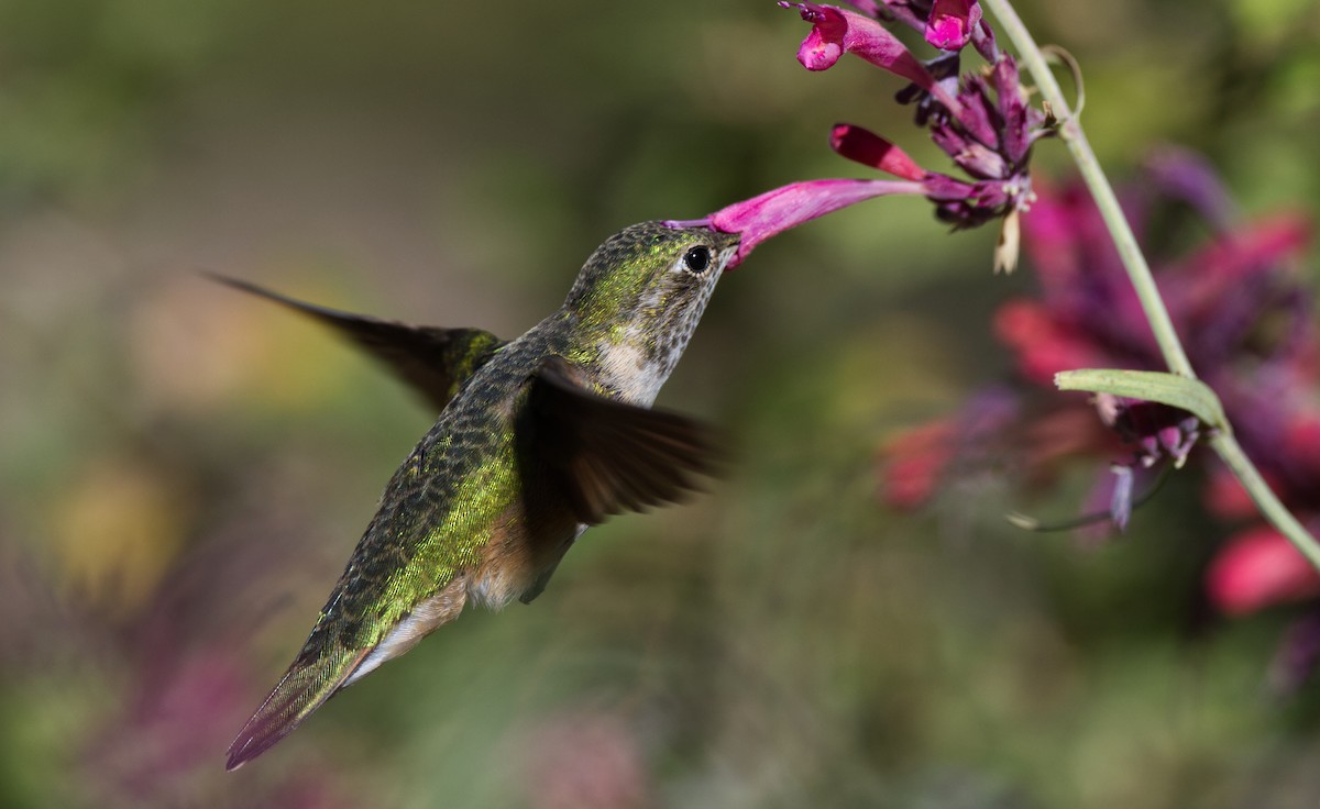 Broad-tailed Hummingbird - Travis Vance