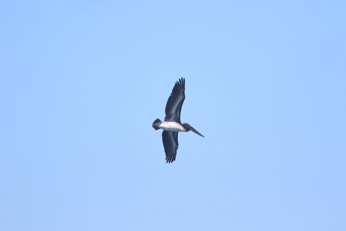 Brown Pelican - ML613531704