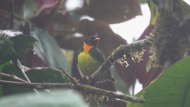 Orange-breasted Fruiteater - ML613531738