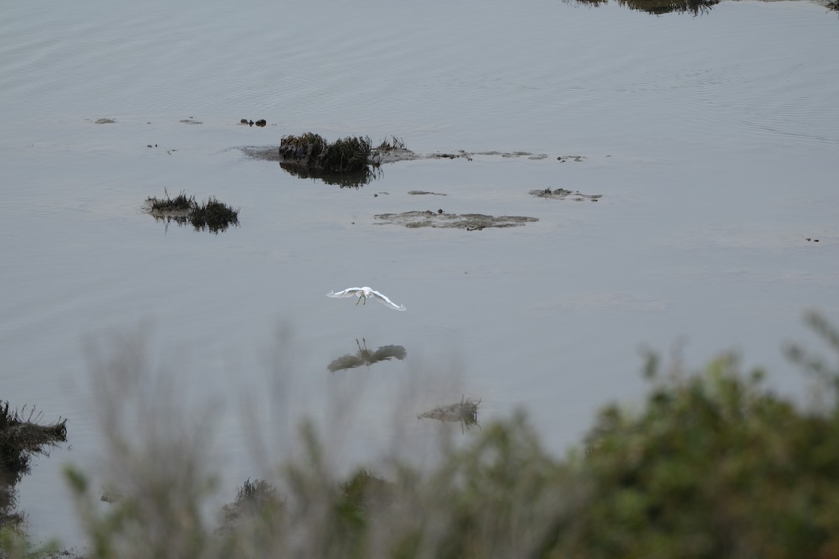 Snowy Egret - ML613531756