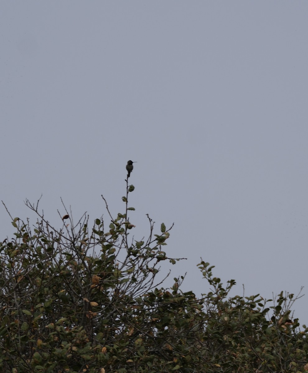 Anna's Hummingbird - ML613531759