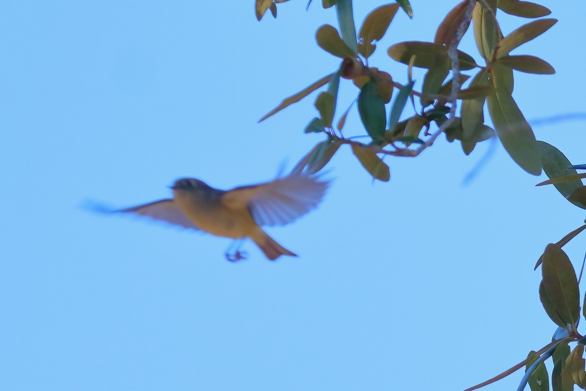 Orangefleck-Waldsänger - ML613531767