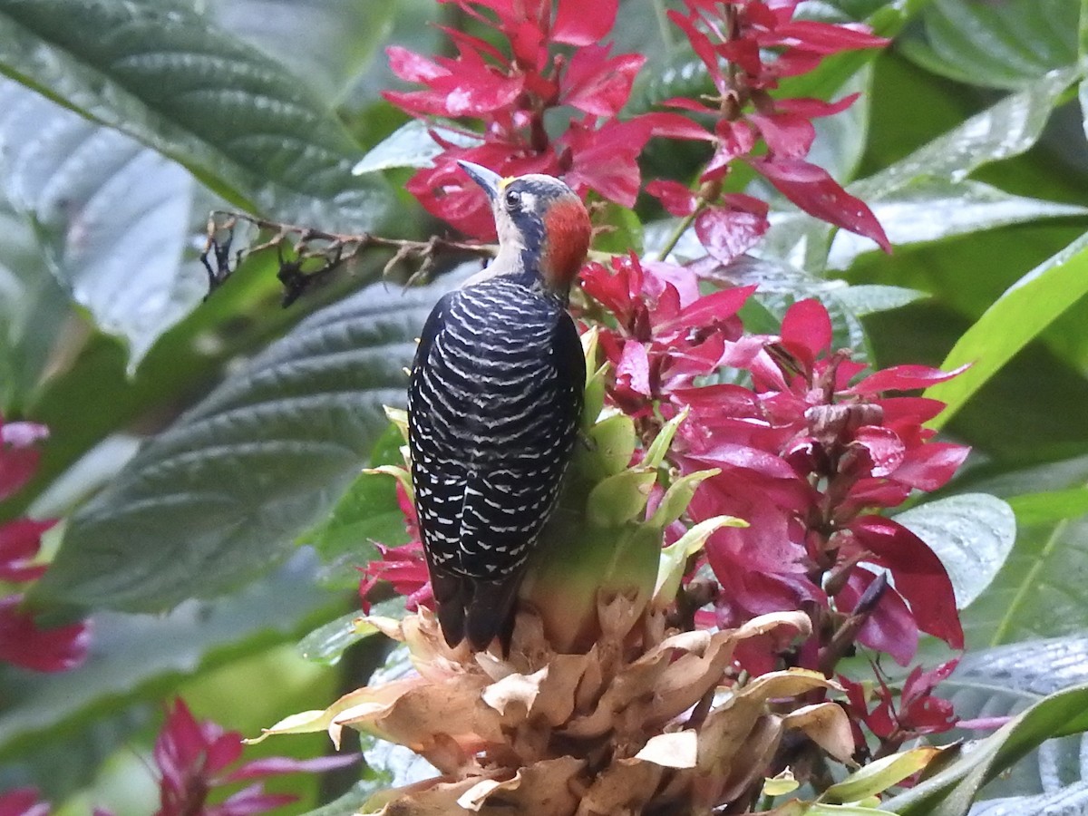 Black-cheeked Woodpecker - ML613531770