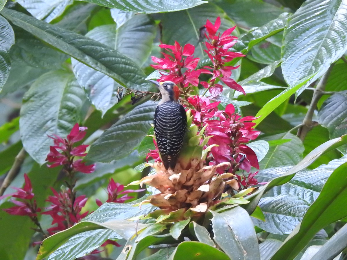 Black-cheeked Woodpecker - ML613531790