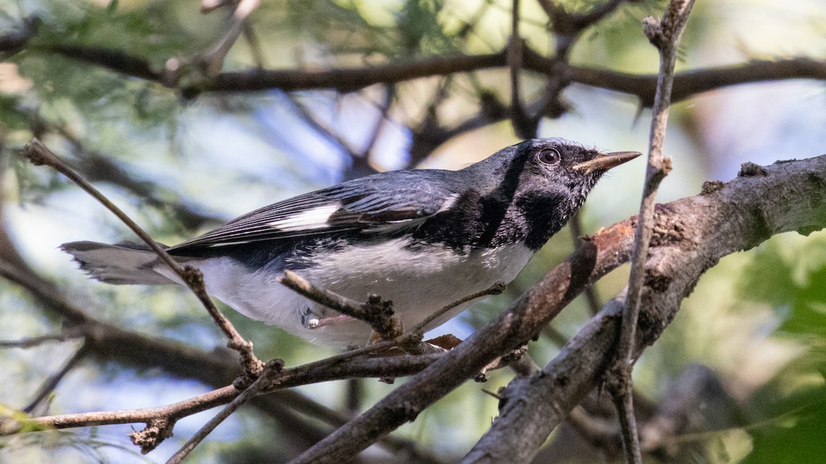 Black-throated Blue Warbler - Steve Schnoll