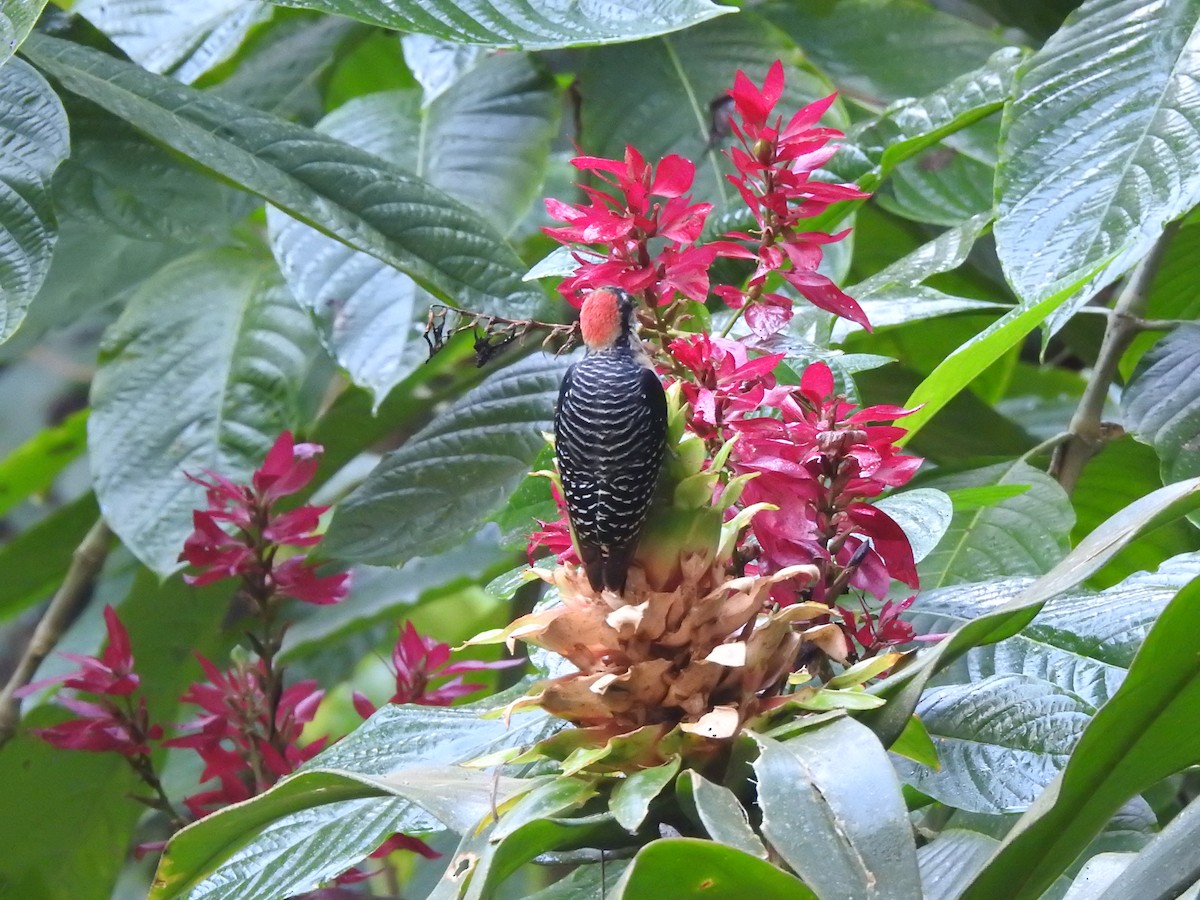 Black-cheeked Woodpecker - ML613531811