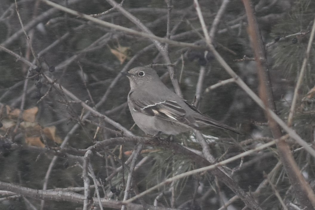 Townsend's Solitaire - ML613531812