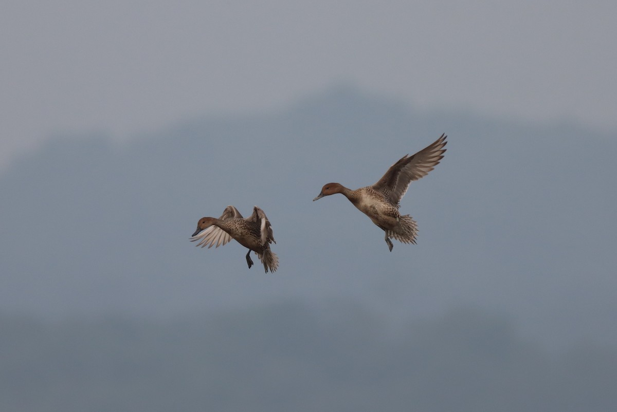 Northern Pintail - ML613531831